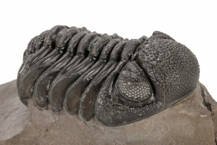 Phacopid (Morocops) Trilobite - Foum Zguid, Morocco #221206